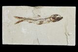 Cretaceous Fossil Fish (Davichthys) - Hakel, Lebanon #173129-1